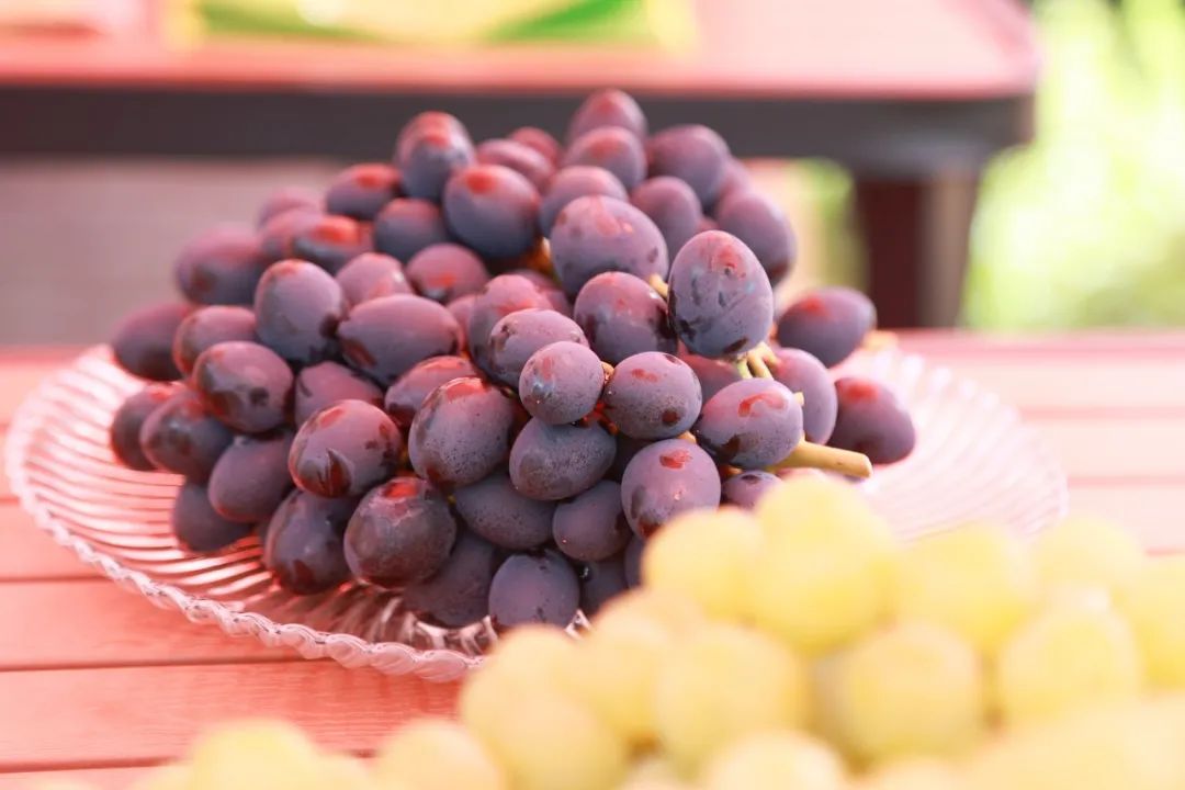 文旅资讯站|慈溪市第十六届葡萄节暨灾后复产现场会顺利举行