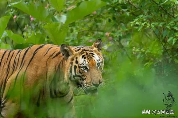 虎王拉贾孩子,虎王拉贾儿子怎么死的
