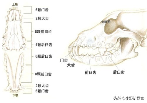 狗狗双排牙影响咬合力吗,狗狗的咬合力多大