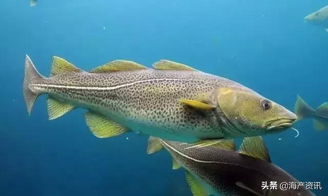 市场上最常见的十种淡水鱼,中国十大水产品排行榜