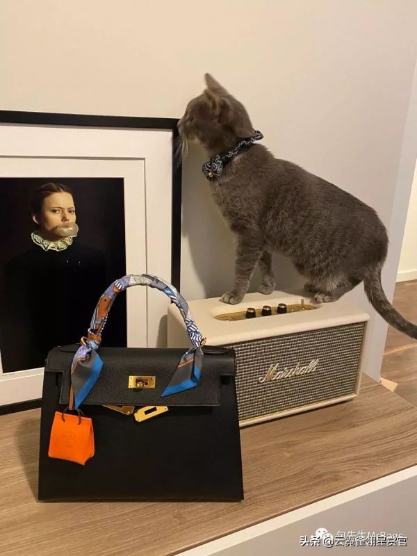 非常好看的宠物包,大家的包都带什么玩偶