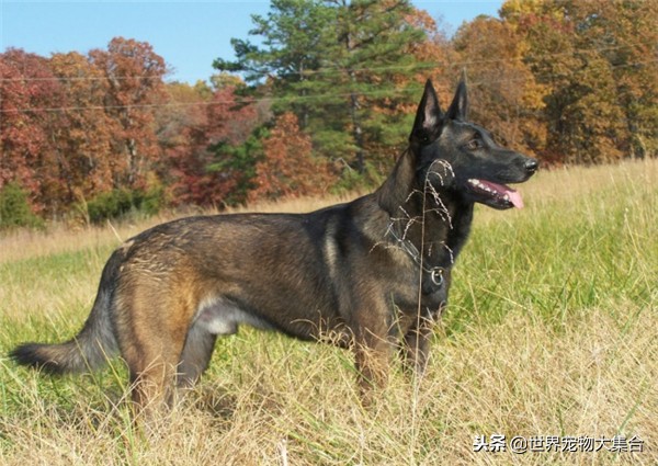最适合当警犬的狗是哪一个品种,世界上最适合当警犬的五种狗狗