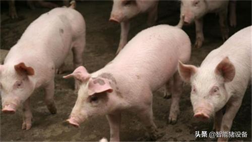 怎样饲养后备母猪高产,如何对种公猪进行合理的饲养管理