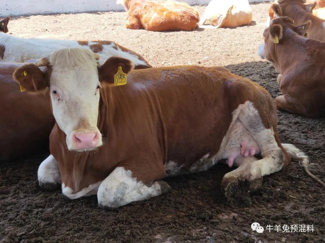 母牛产崽前后如何管理更好,母牛产前十天怎么喂