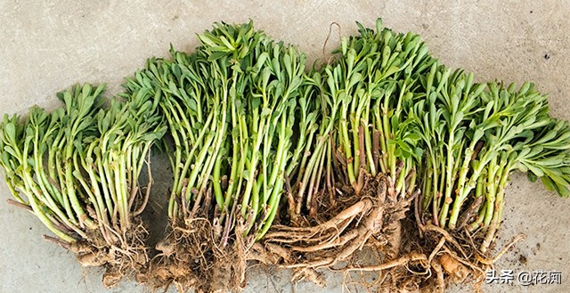 养心菜是不死菜吗,养心菜怎么养