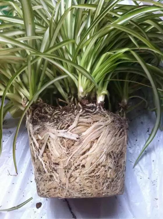 吊兰绿萝用什么土最好,绿萝吊兰盆栽多久施一次肥