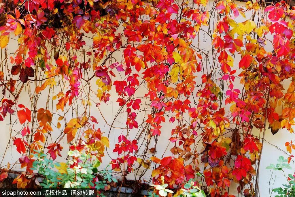 部分免费！北京赏秋“性价比”最高选择都在这儿了！