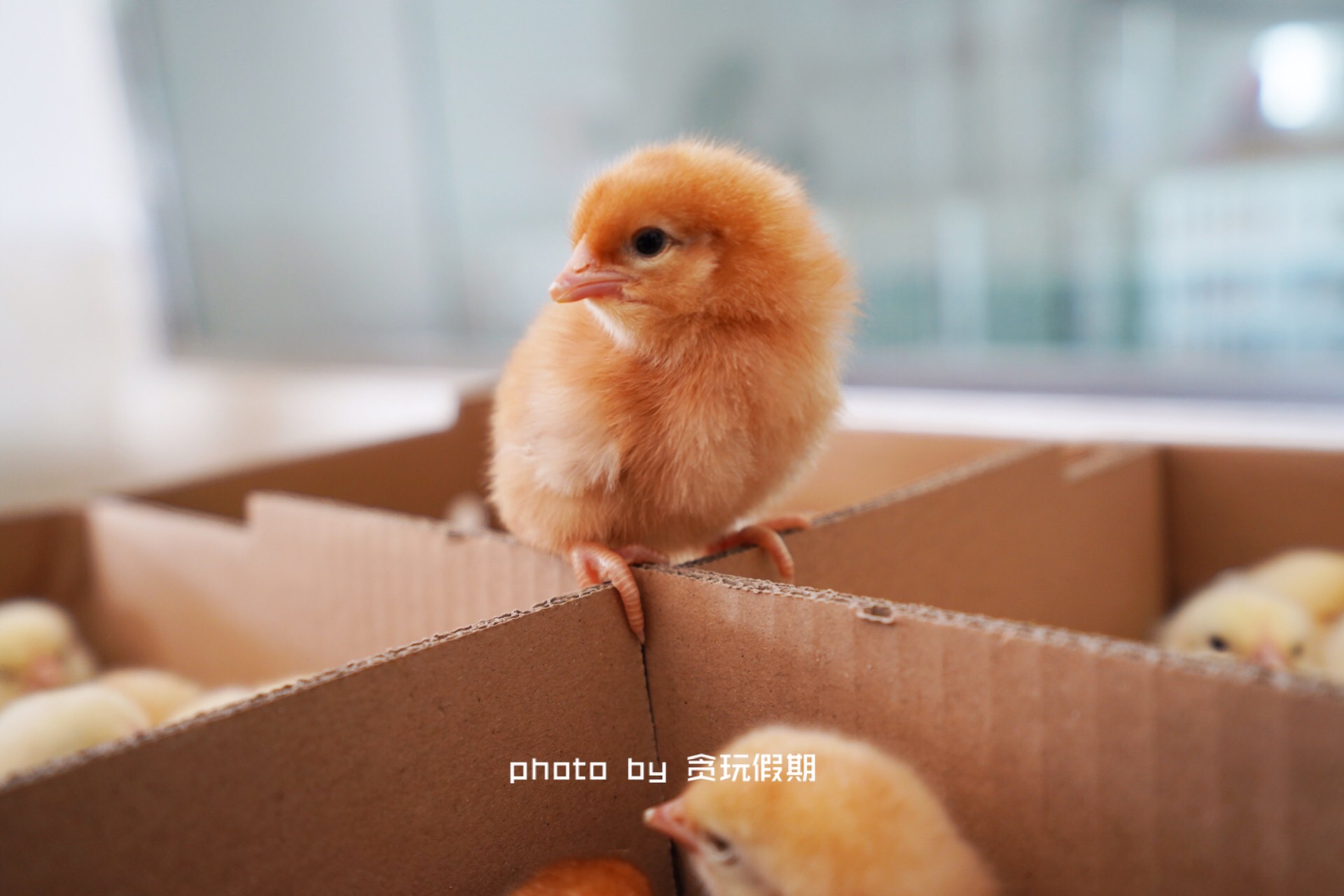 春节玩转西山温泉乐园,徐水大午农业观光园有什么好玩的