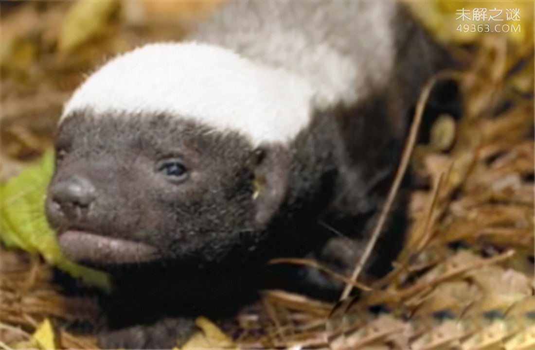 蜜獾平头哥和科莫多巨蜥,平头哥蜜獾为什么不怕蛇