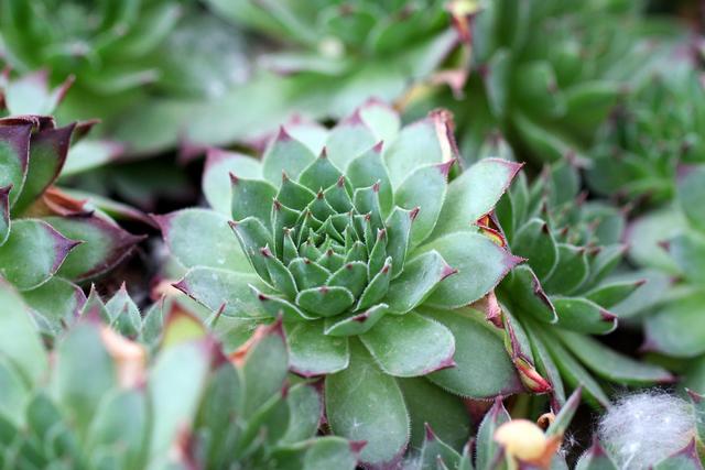 多肉观音莲的习性介绍,观音莲茎的习性