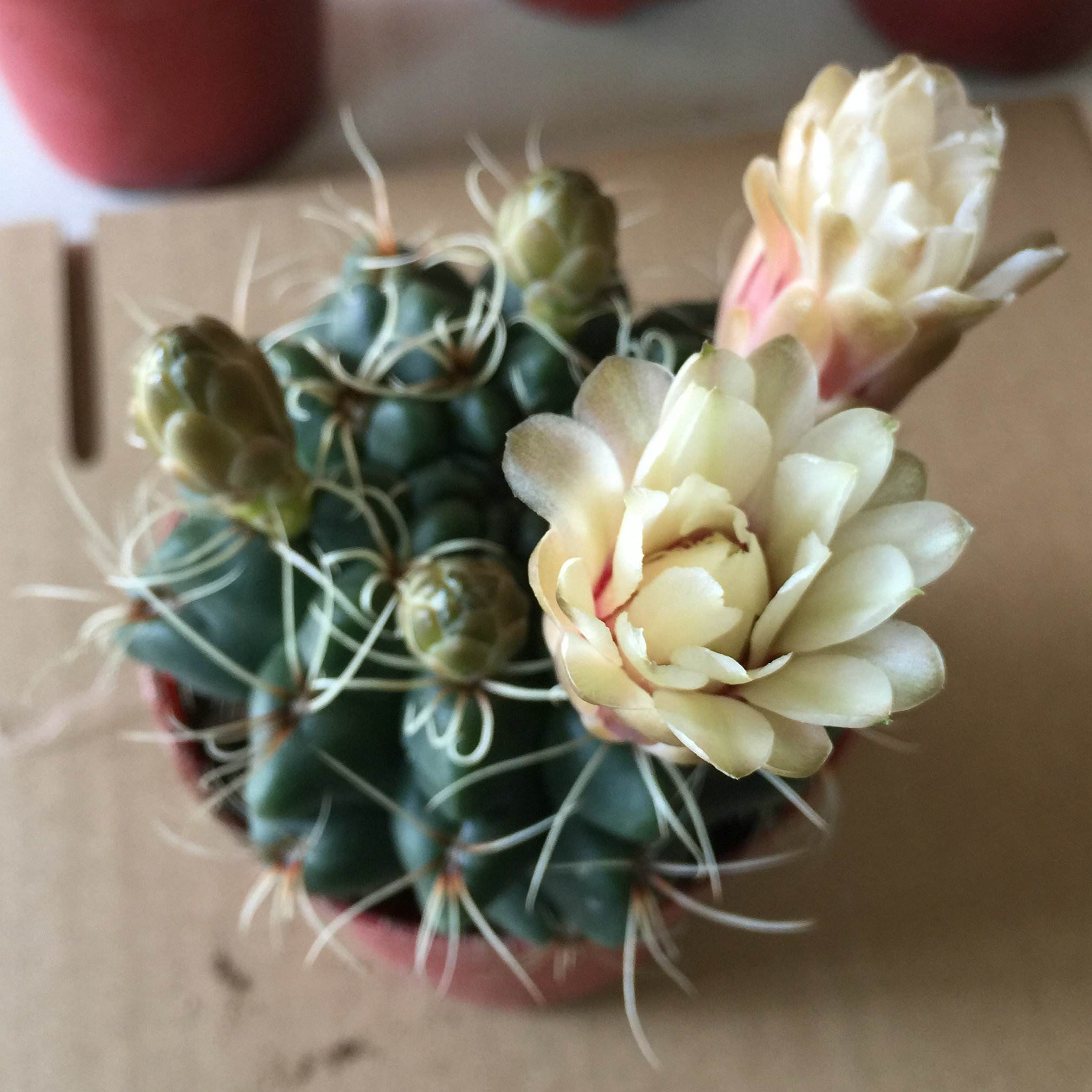 148个仙人球品种大全,100个仙人球品种