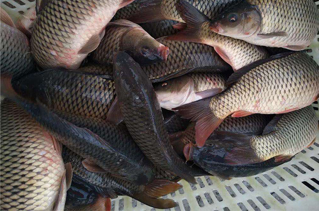 为什么自制的饵料钓不上来,自己做的饵料怎么没有鱼上钩