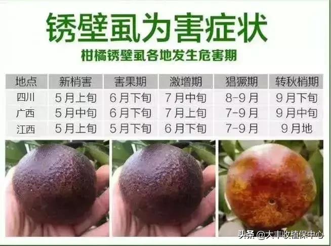 红蜘蛛物理防治妙招,红蜘蛛和壁锈虱打什么药