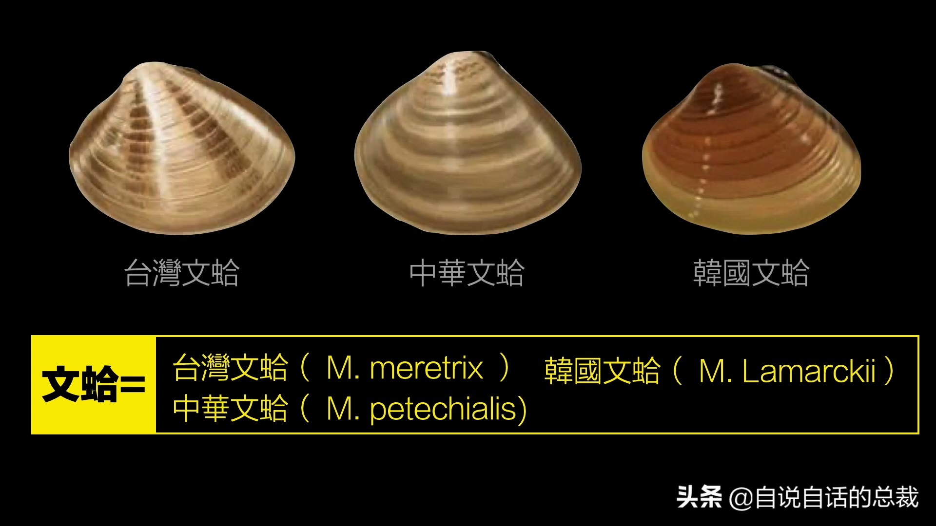 蚶蛤蛏蚬区别,蛤蜊蚶子蛏子区别