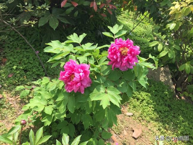 海外华人2019故乡行:去看看水漫金山的镇江金山江天禅寺,这个才是真正的金山寺,它今年真的没有被淹