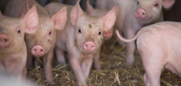 母猪不发情，一杯红糖水，轻松解决大问题