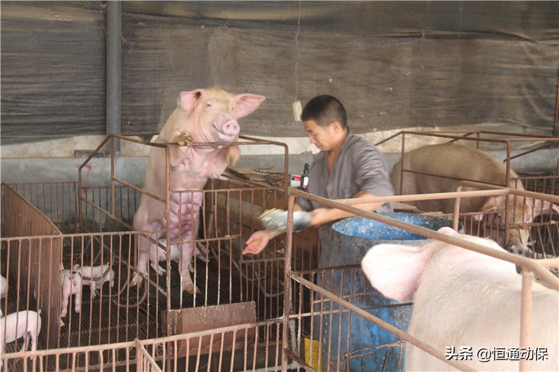 母猪产后坐月子,母猪坐月子