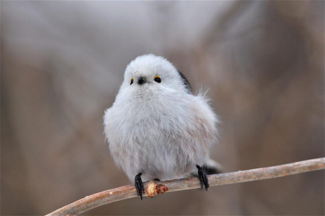 因为太萌差点成为“国鸟”的小肥啾：美丽在可爱面前一无是处