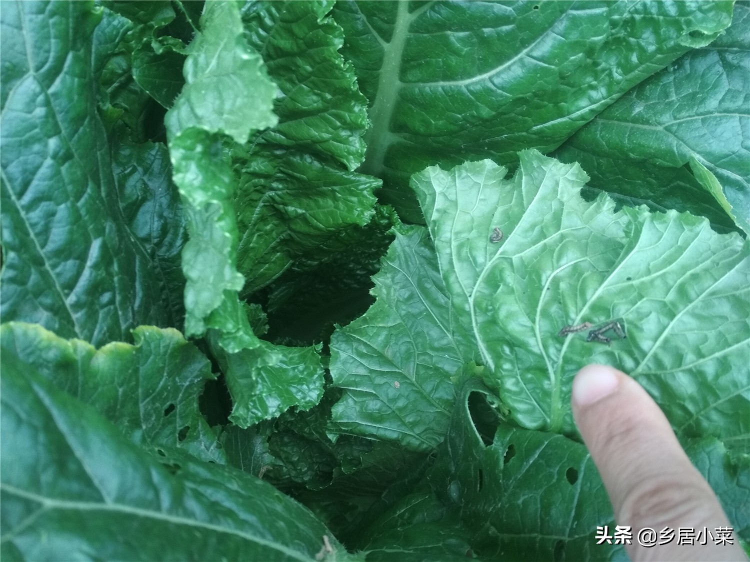 白菜上面有夜蛾幼虫怎么办,白菜上的白蛾怎么消灭