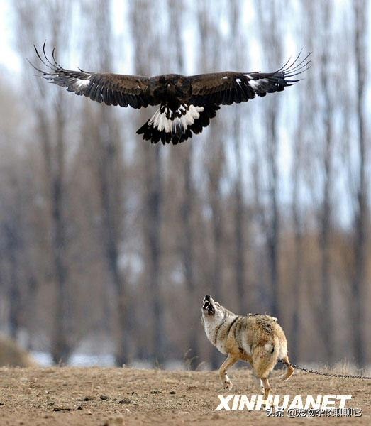 “终极杀手”草原猎鹰,击杀只在一瞬间