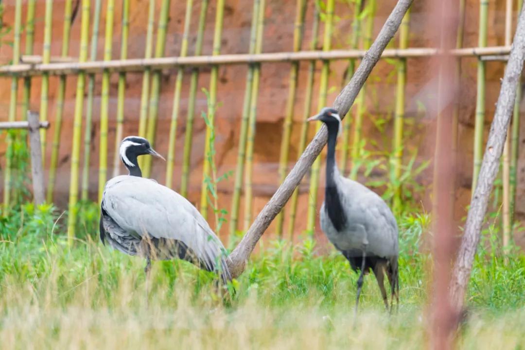 野生动物王国值不值得去,北方新开的动物王国