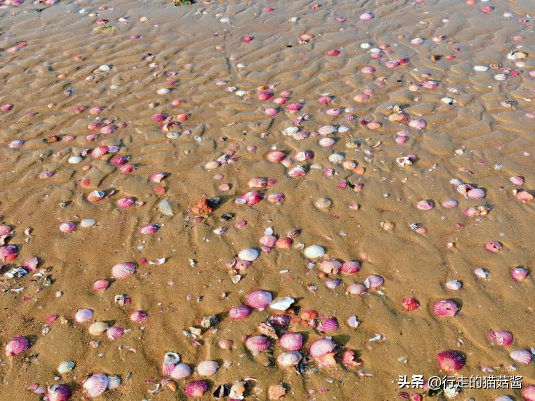 养马岛4a风景区,烟台养马岛景区