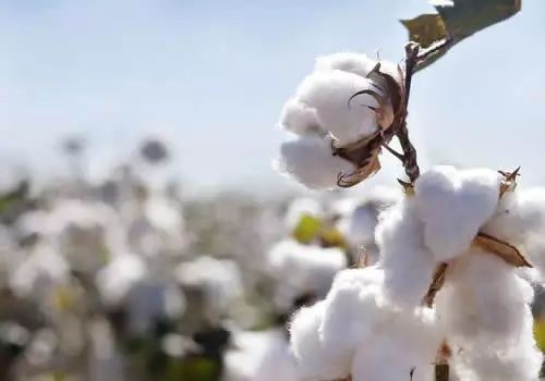 纯棉床品哪个好用又实惠,为什么要选纯棉材质的床品