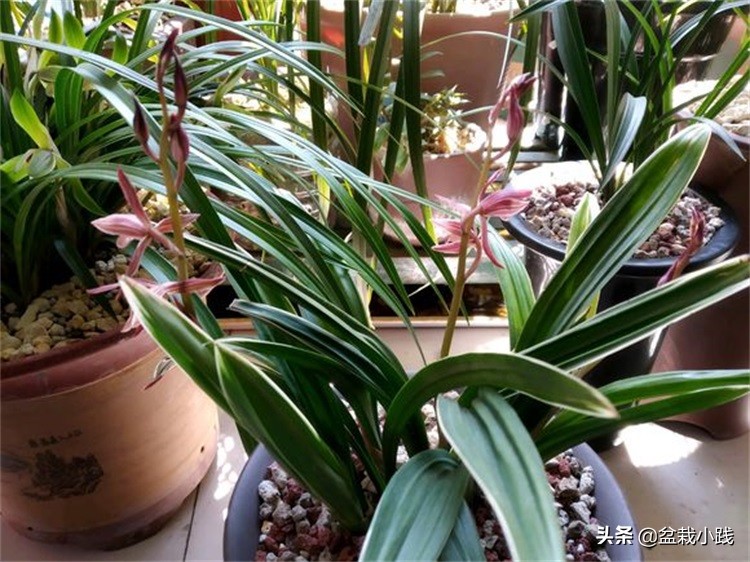 兰花上盆最佳方法,兰花春天多久服盆