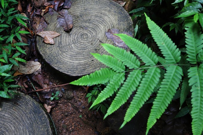梅州采茶,梅州采茶体验