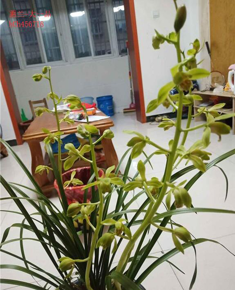 兰花的叶片发黄怎么办呢,兰花叶片发黄的原因和处理方法