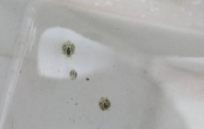 观赏鱼身上有小水珠粘液怎样清除,观赏鱼身上长虫子怎么办