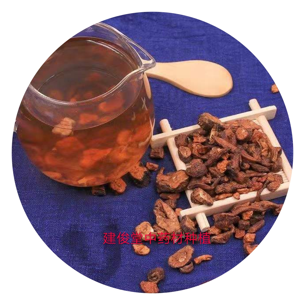 大叶蒲公英种植技术及亩收益,秋季蒲公英最新种植方法视频