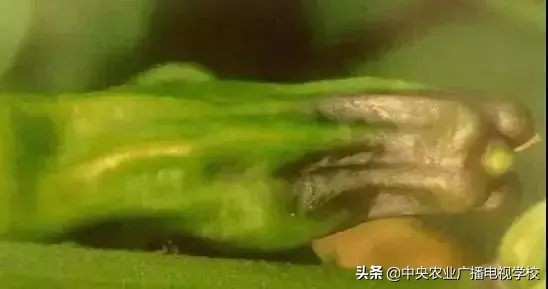 辣椒19种病害谱及防治方法,大棚辣椒种植病害防治方法