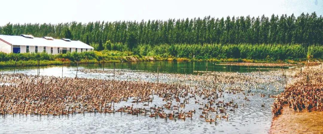 高邮咸鸭蛋十大名牌厂家,高邮鸭蛋名牌