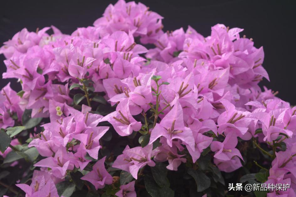 优良品种有哪些,最好的品种是哪一种