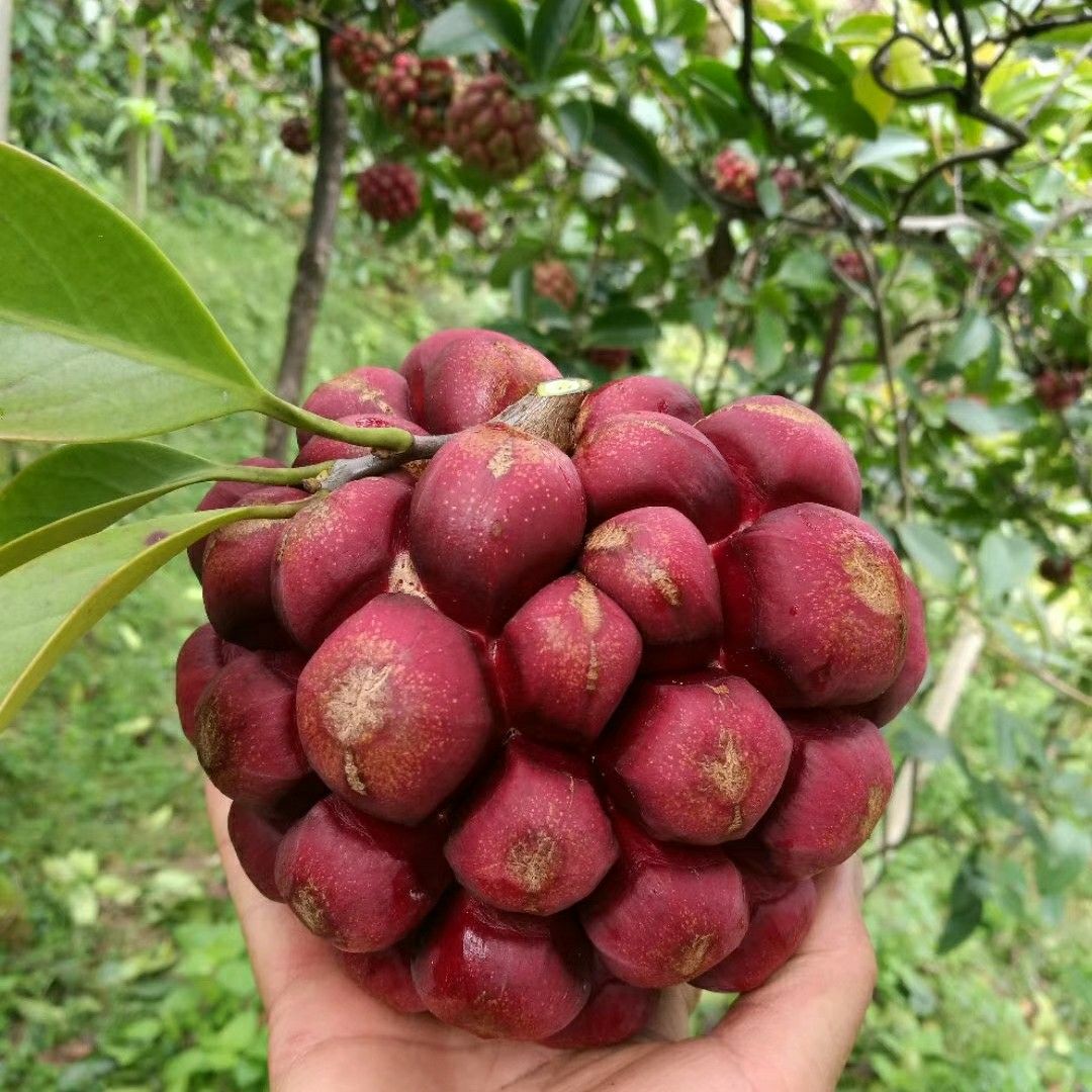 像葡萄荔枝味的水果,一种像菠萝一样的水果
