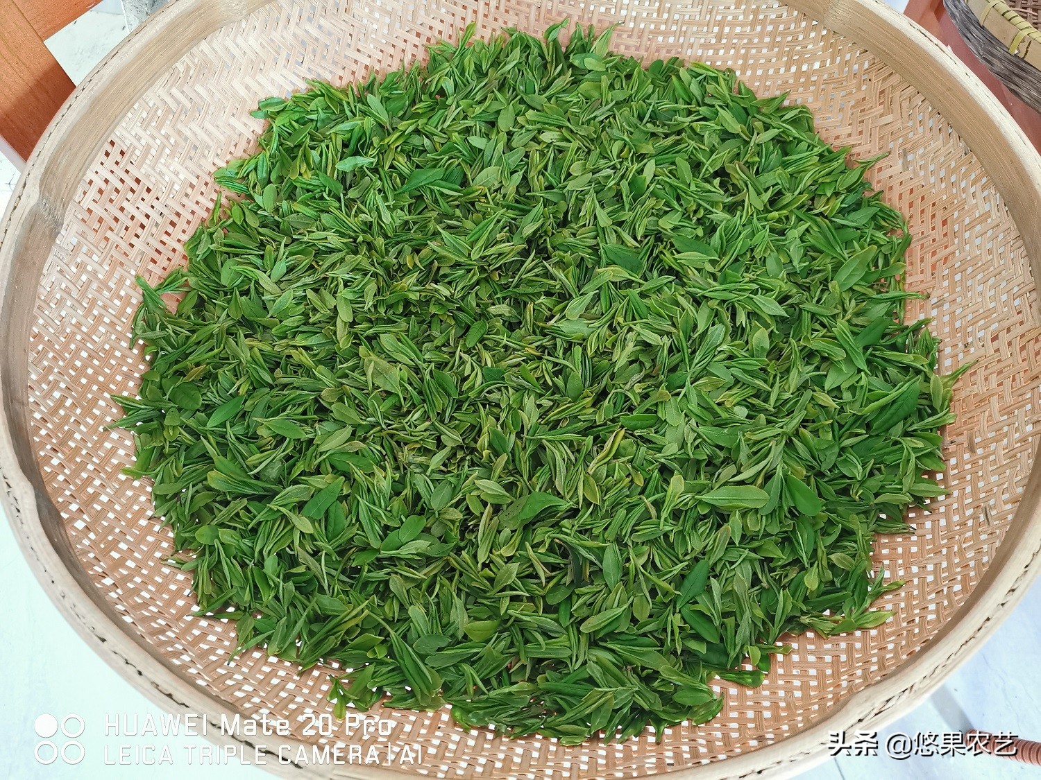 家庭茶叶炒制方法,春天炒绿茶