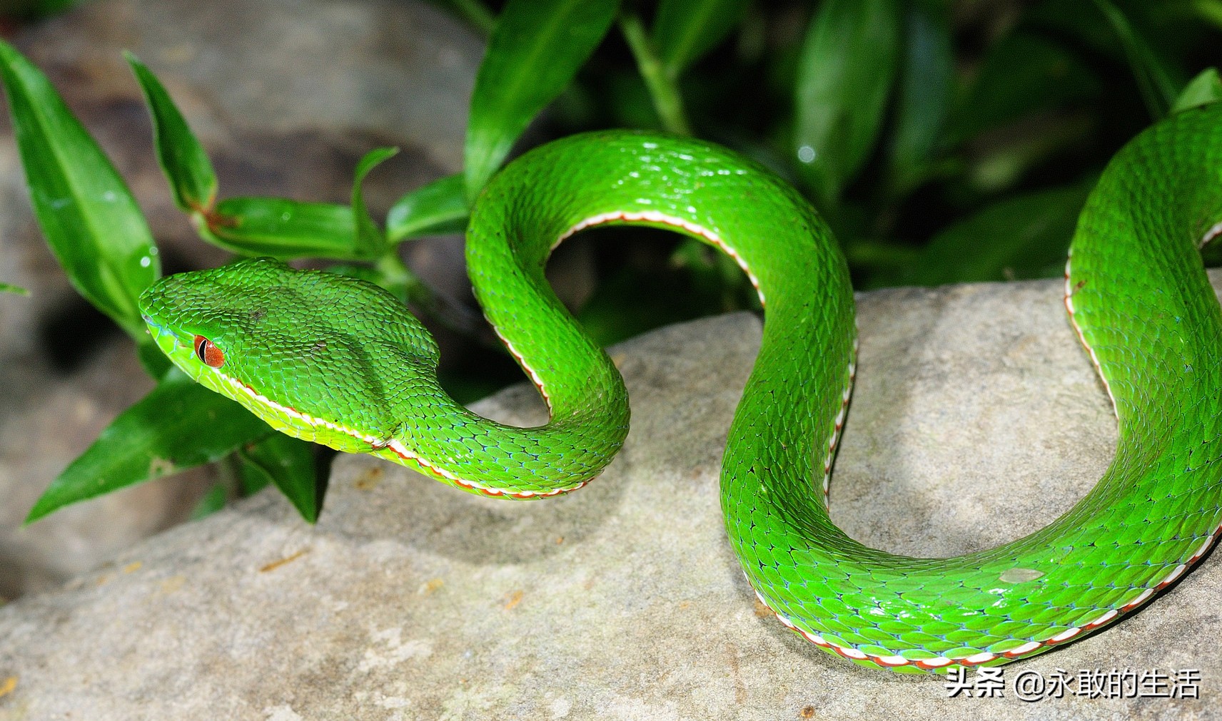 100种有毒的蛇,10种最毒的蛇是哪种蛇