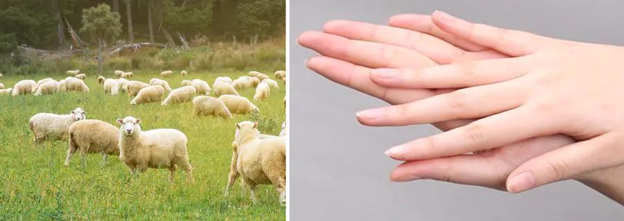 绵羊油适合的肤质,倾慕小铺澳洲绵羊油水润滋养