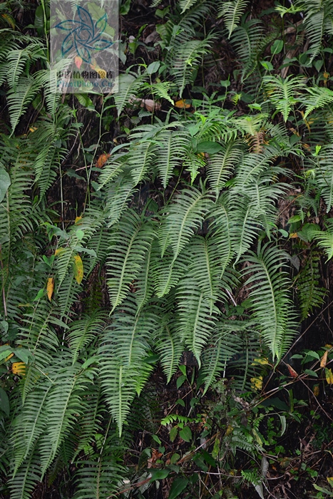 骨碎补外用可以治风湿骨病吗,关节炎骨折祖传秘方