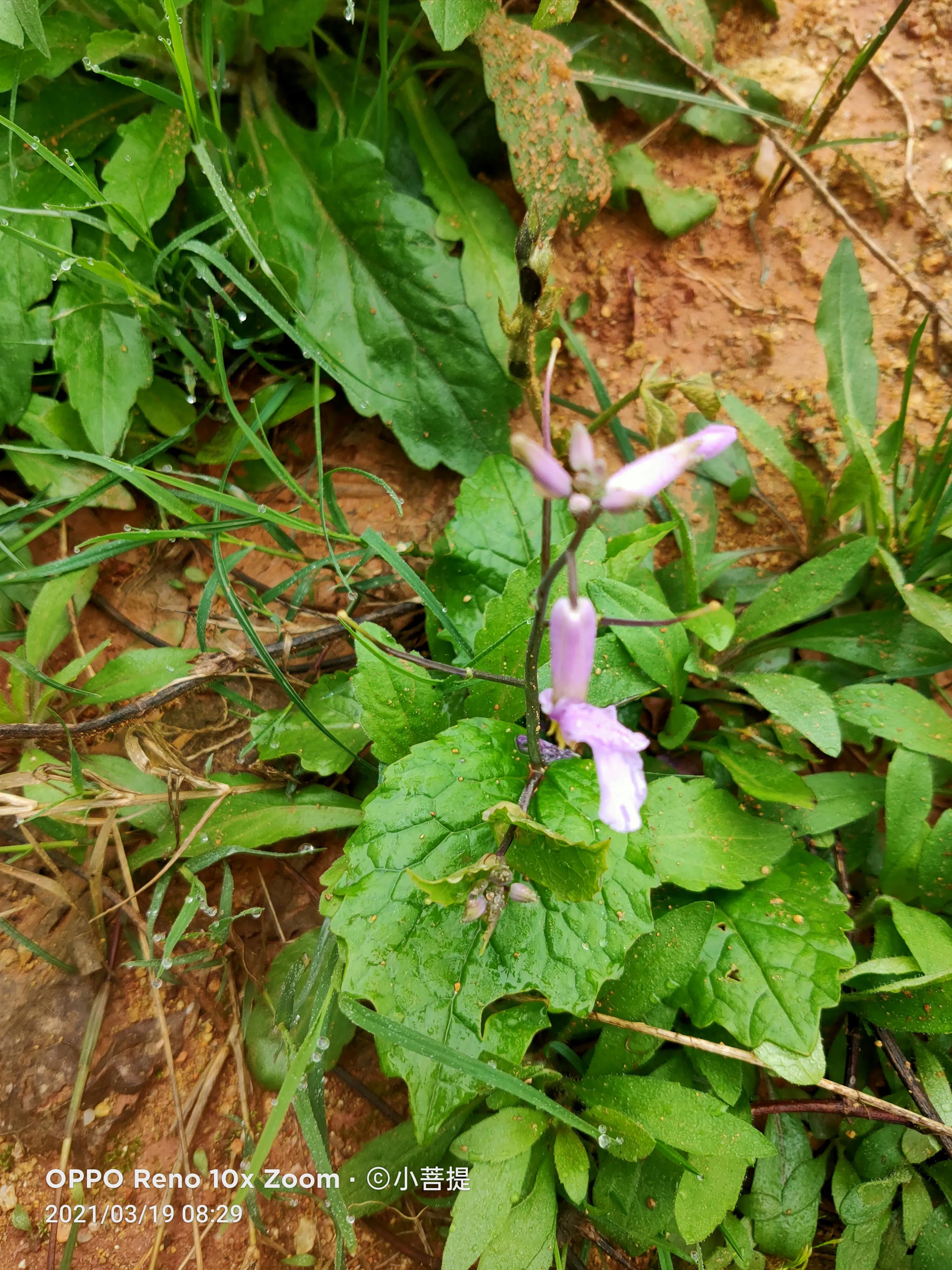 这种植物为成就蜀国屡次北伐功不可没