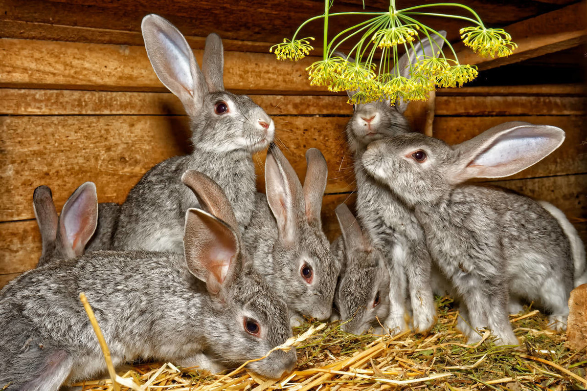 养兔技术母兔,母兔的繁育方法