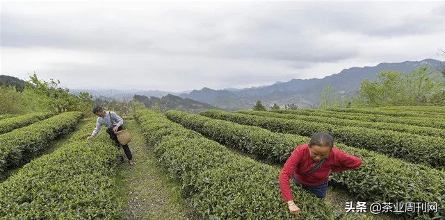 茶写佳话,潜心种茶写佳话