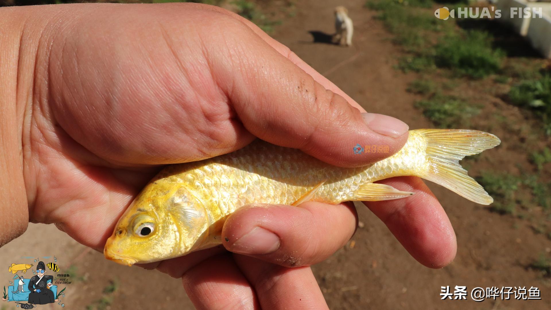 为什么买的观赏鱼不容易养活,小型观赏鱼为什么没必要养