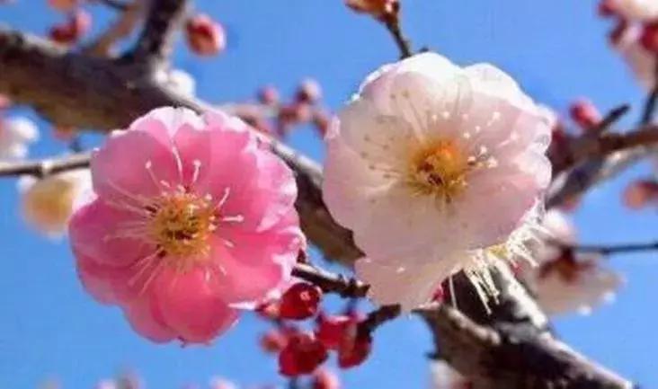 这些梅花真是美不胜收,所有梅花类型