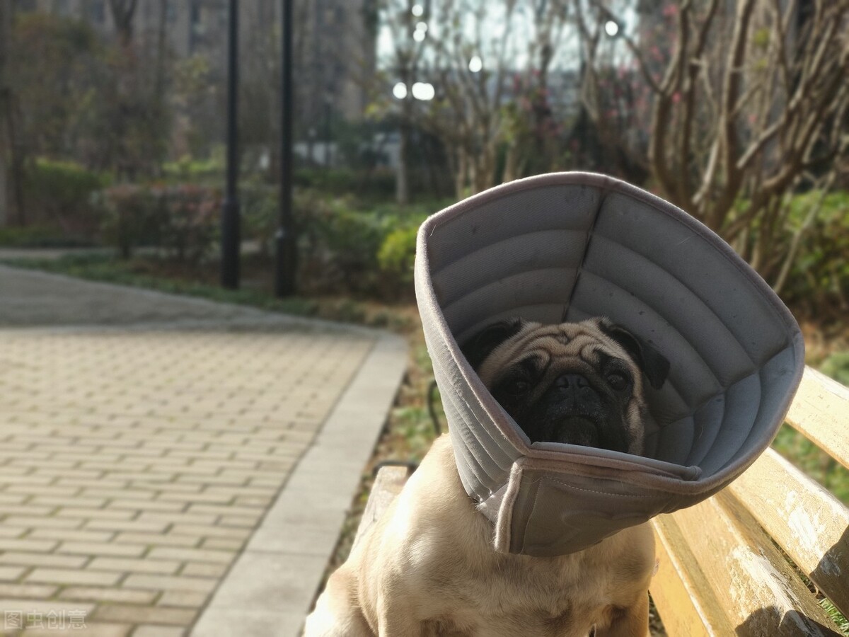 巴哥犬好养吗养巴哥犬的注意事项,八哥犬和巴哥犬有什么区别呢