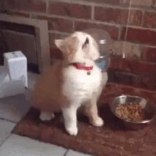 搞笑动图gif微信表情包2019,搞笑动图笑得肚子痛