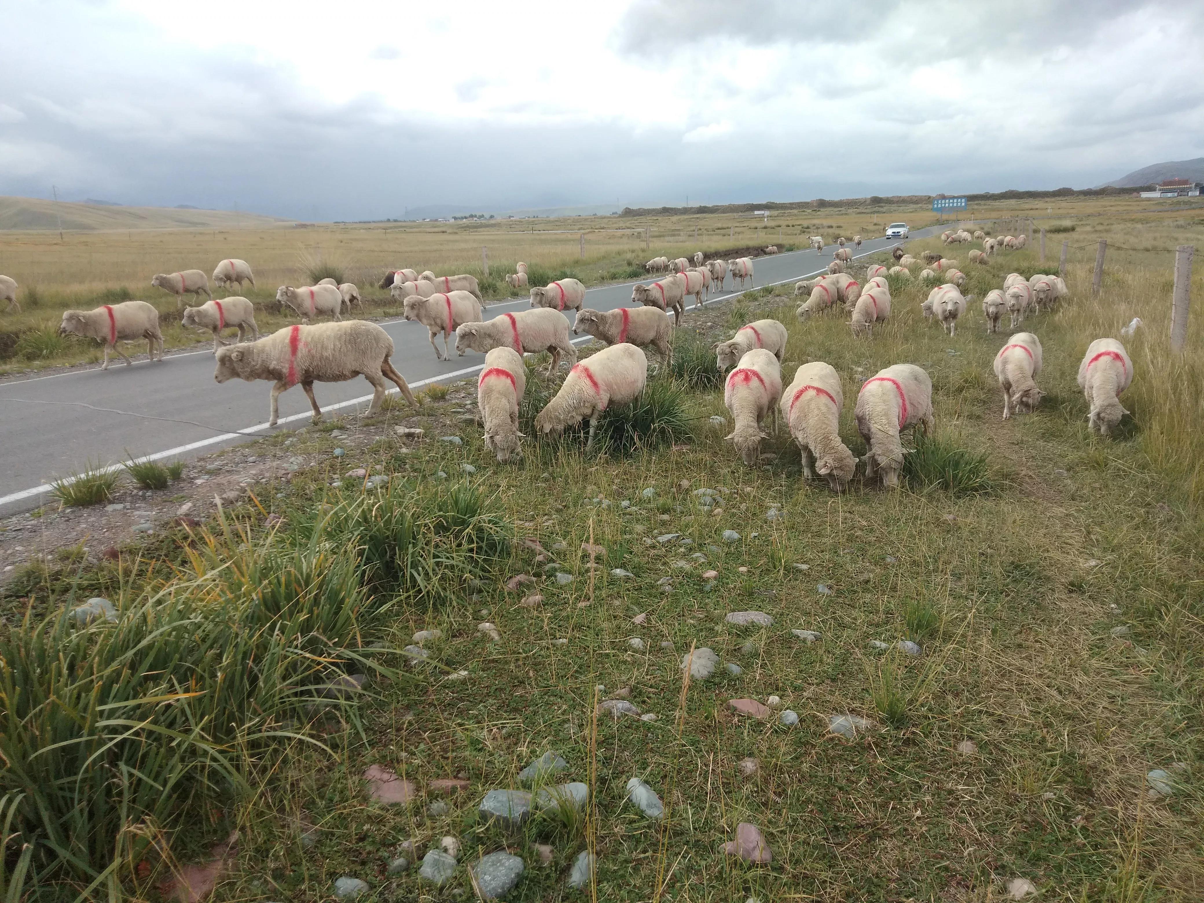 养羊自配饲料的四大误区,养羊是先养还是先办证