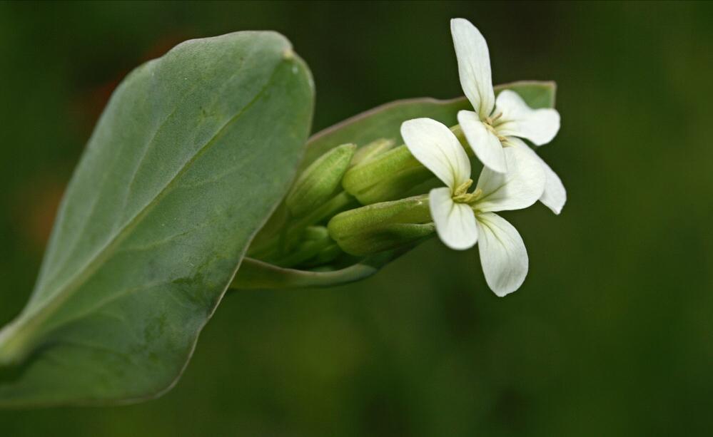 什么花适合送生日花,你的生日代表的花朵及寓意图片