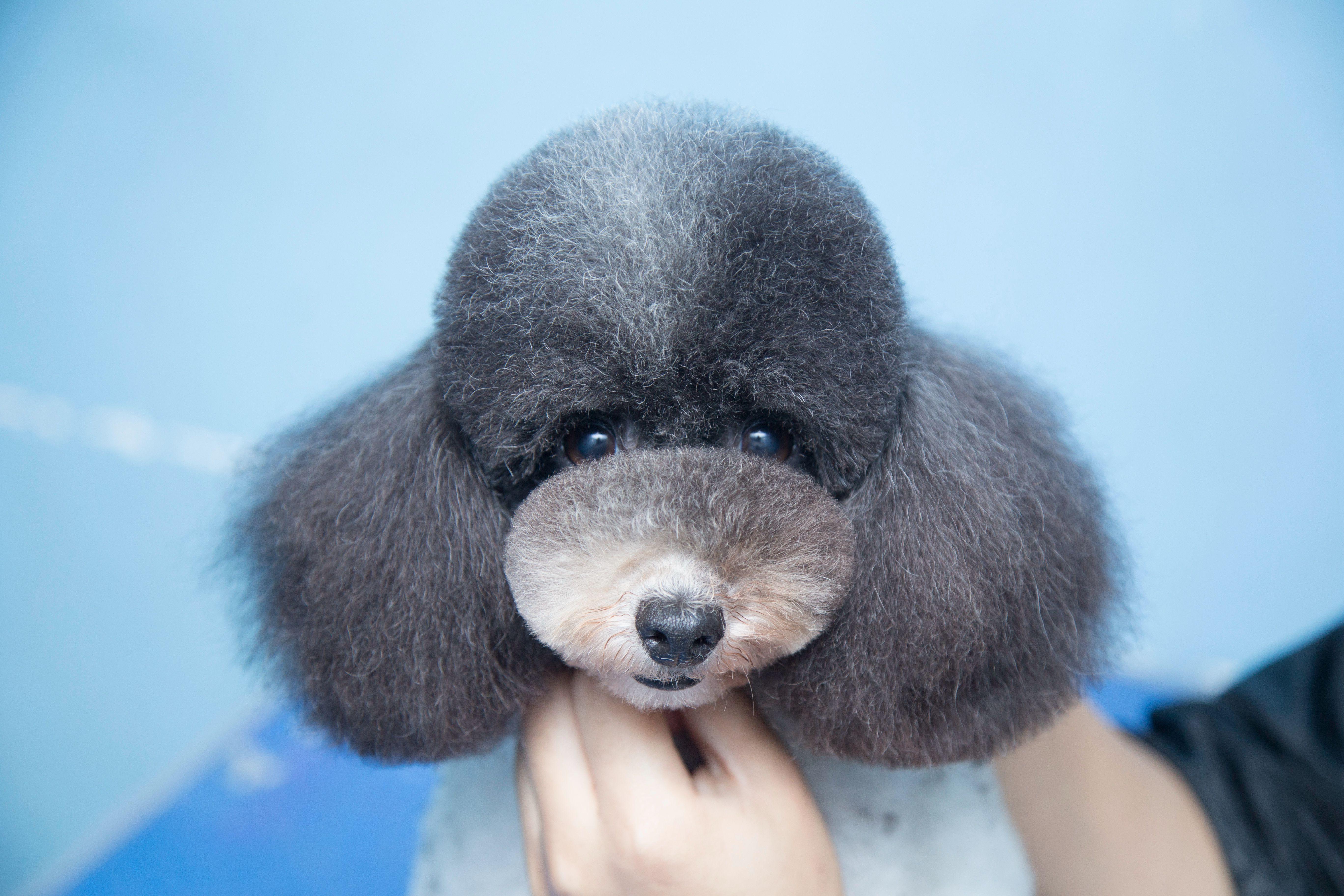 养泰迪犬的几大误区,饲养泰迪犬的6个注意事项是什么